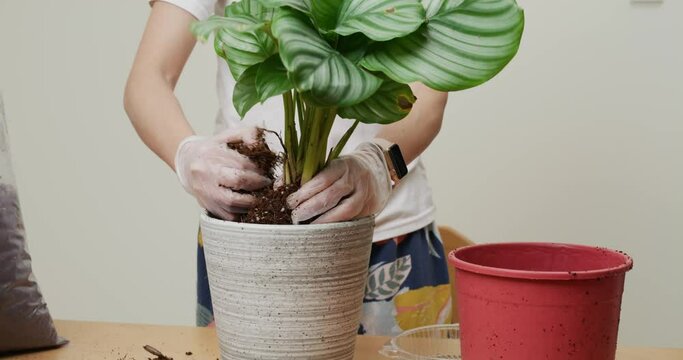 Changing pot for Calathea orbifolia at home