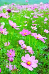 Obraz na płótnie Canvas 秋の満開のピンクの花のコスモス畑、縦