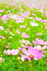 アウトドアで撮影した桃色の沢山のコスモスの花畑、縦位置