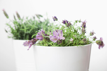 Naklejka na ściany i meble Lavender in white plant pot