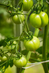 Green and unripe tomatoes growing in an organic greenhouse farm on a local farming field in Poland. Cultivation fresh vegetables in small farming business in Eastern Europe 