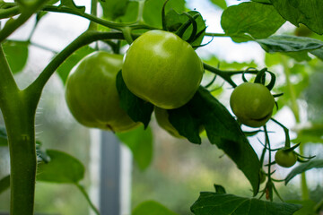 Green and unripe tomatoes growing in an organic greenhouse farm on a local farming field in Poland. Cultivation fresh vegetables in small farming business in Eastern Europe 
