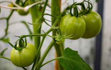 Green and unripe tomatoes growing in an organic greenhouse farm on a local farming field in Poland. Cultivation fresh vegetables in small farming business in Eastern Europe 