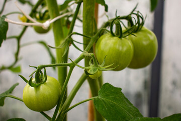 Green and unripe tomatoes growing in an organic greenhouse farm on a local farming field in Poland. Cultivation fresh vegetables in small farming business in Eastern Europe 