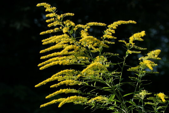 Yellow flowers of goldenrod (Solidago gigantea).
An invasive plant in Europe. The flowers are used in folk medicine.
