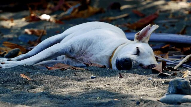 rack focus static shoot of a white street dog lay down  pleasant sleeping on the sand of a beach in Pavones Costa rica during a hot summer sunny day with great colors