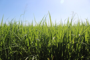 Obraz premium Indonesian rice fields, young rice that has not yet fruited