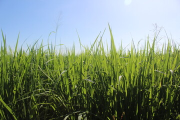 Fototapeta premium Indonesian rice fields, young rice that has not yet fruited