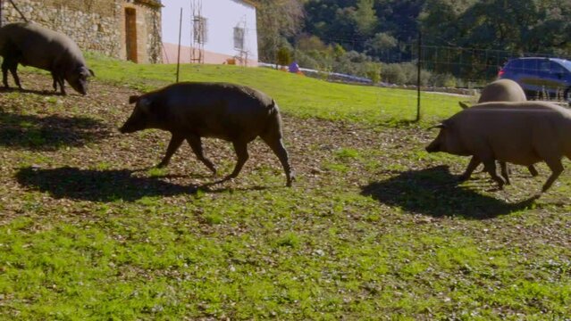 pigs grazing and showing the majesty and splendor of the Aracena field in Huelva with all kinds of trees, cork oaks, rosemary and others during a beautiful morning