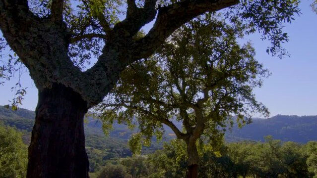 traveling on a stabilized gimbal moving showing the majesty and splendor of the trees Aracena field in Huelva with all kinds of trees, cork oaks, rosemary and others during a beautiful morning skies
