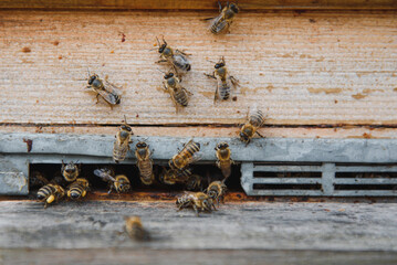 Close up of flying bees. Wooden beehive and bees.