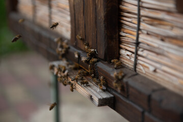 Close up of flying bees. Wooden beehive and bees.