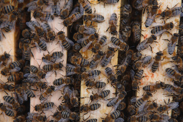 Bees on the honeycomb. Honey cell with bees. Apiculture. Apiary. Wooden beehive and bees. beehive with honey bees, frames of the hive, top view. Soft focus
