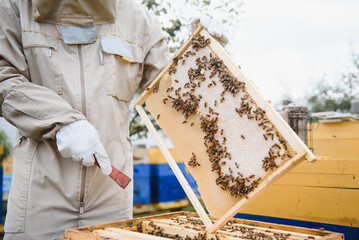 Beekeeper is working with bees and beehives on the apiary. Beekeeping concept