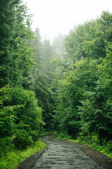 Asphalt road into the pine forest in Carpathian Mountains after the rain