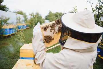 Beekeeper working collect honey. Beekeeping concept.