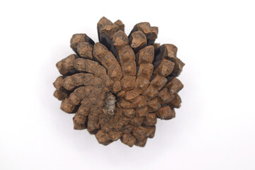 brown budding pine cone backwards on a white background