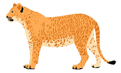 liger vector isolated illustration