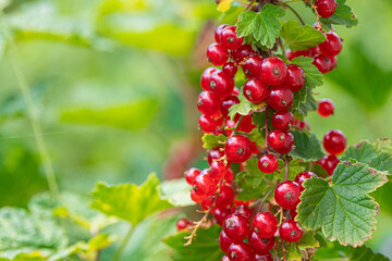 Ripe red currants with green leaves on a bush close-up as a background.