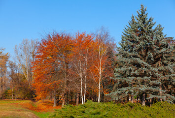Fototapeta premium Pines and autumn trees . Fall nature in the park