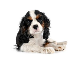 puppy cavalier king charles