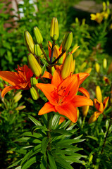 Beautiful flowering lilies