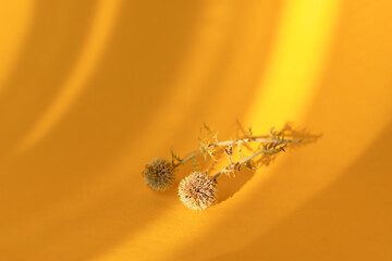 Shadow natural background of dry thorn on orange paper. Abstract decorative natural composition in autumn colors. The concept of nature is a blurred background with a copy space. Mustard-sand color.