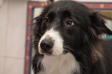 border collie dog at the dog grooming salon