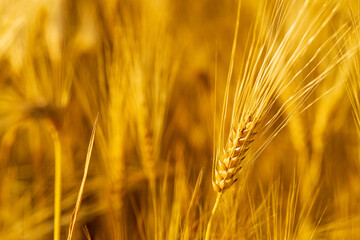 Yellow agriculture field with ripe wheat golden sunset