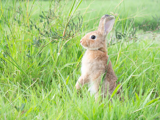 Side view of brown cute rabbit standing on grass with green nature background.
