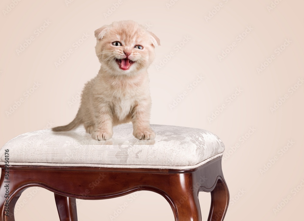 Poster Curious cute young kitten sitting on wooden stool.