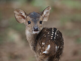 Whitetail fawn up close