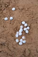 laying of soft white lizard eggs in the sand