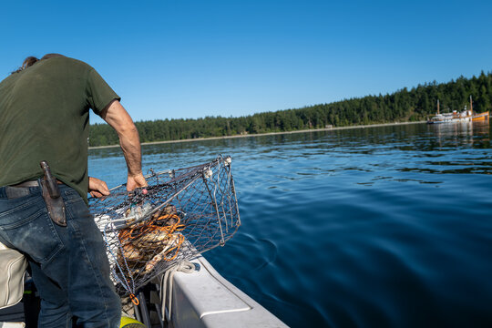 Fisherman places crab traps off side of boat in San Juan Islands with knife at hip