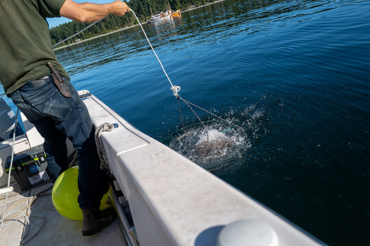 Fisherman places crab traps off side of boat in San Juan Islands with knife at hip