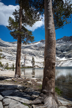 Trees near an alpine lake at Pear lake in Sequoia National Park, California