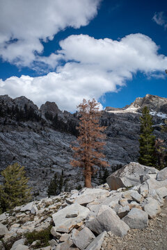 A tree with reddish brown foliage stands alone in the alpine zone in Sequioa National Park, California