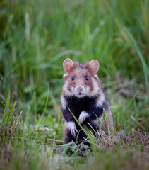 field hamster closup