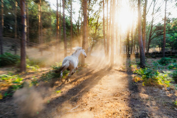 White horses grazing in field against sun shining through tree branches in forest