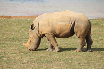 Fototapeta premium white rhino in a zoo in france