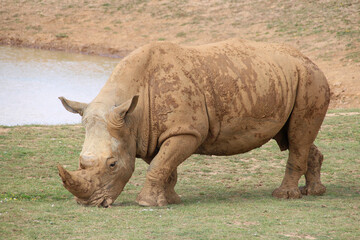 white rhino in a zoo in france
