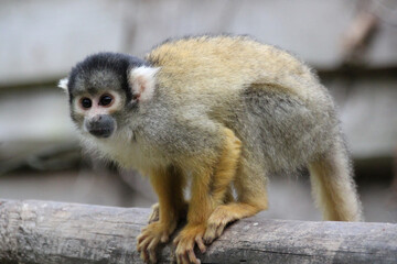 squirrel monkey in a zoo in france