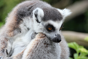 lemur (maki catta) in a zoo in france © frdric
