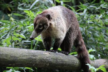 Obraz premium coati in a zoo in france