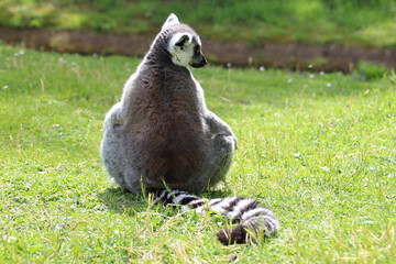 lemur (maki catta) in a zoo in france © frdric
