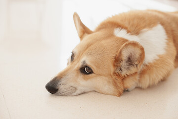 Cute corgi dog at home, lying on the floor suffering from heatwave. Welsh corgi Pembroke purebred pet inside the house.