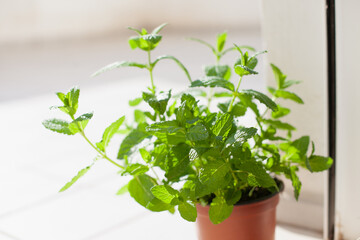 Fototapeta na wymiar Growing mint plant at home. Gardening in the city. Hobby of having green plants in apartment..