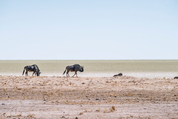 Fototapeta na wymiar Gnu antelopes in desert