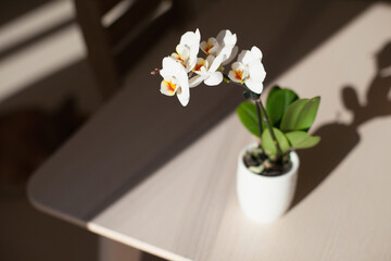 Exotic orchid flower blooming. Interior design and home decor. Apartment living. Eco green home concept. Gardening hobby. Orchid blossom. Light and shadow.