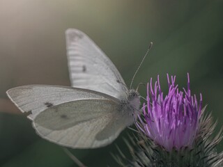 Small White butterfly feeding on a Thistle flower